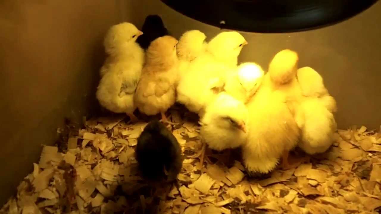 Raising Baby Chickens - Breaking The Chains of Industrial ...