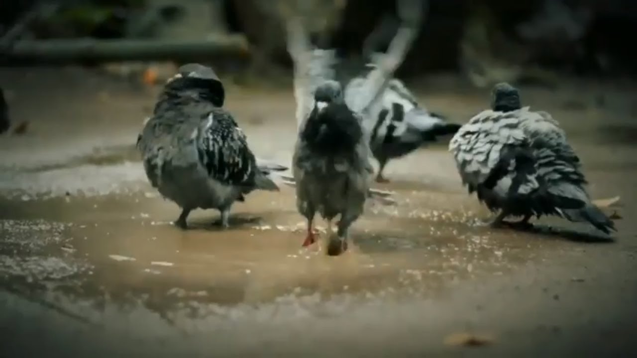 Pigeon Bath Pigeon Shower Beautiful Pigeons bath YouTube