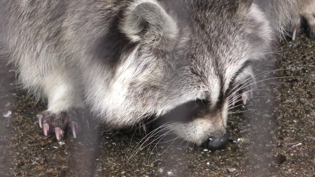 アライグマのパンダちゃん (あらかわ遊園) 2018年1月8日 | ZFC.jp