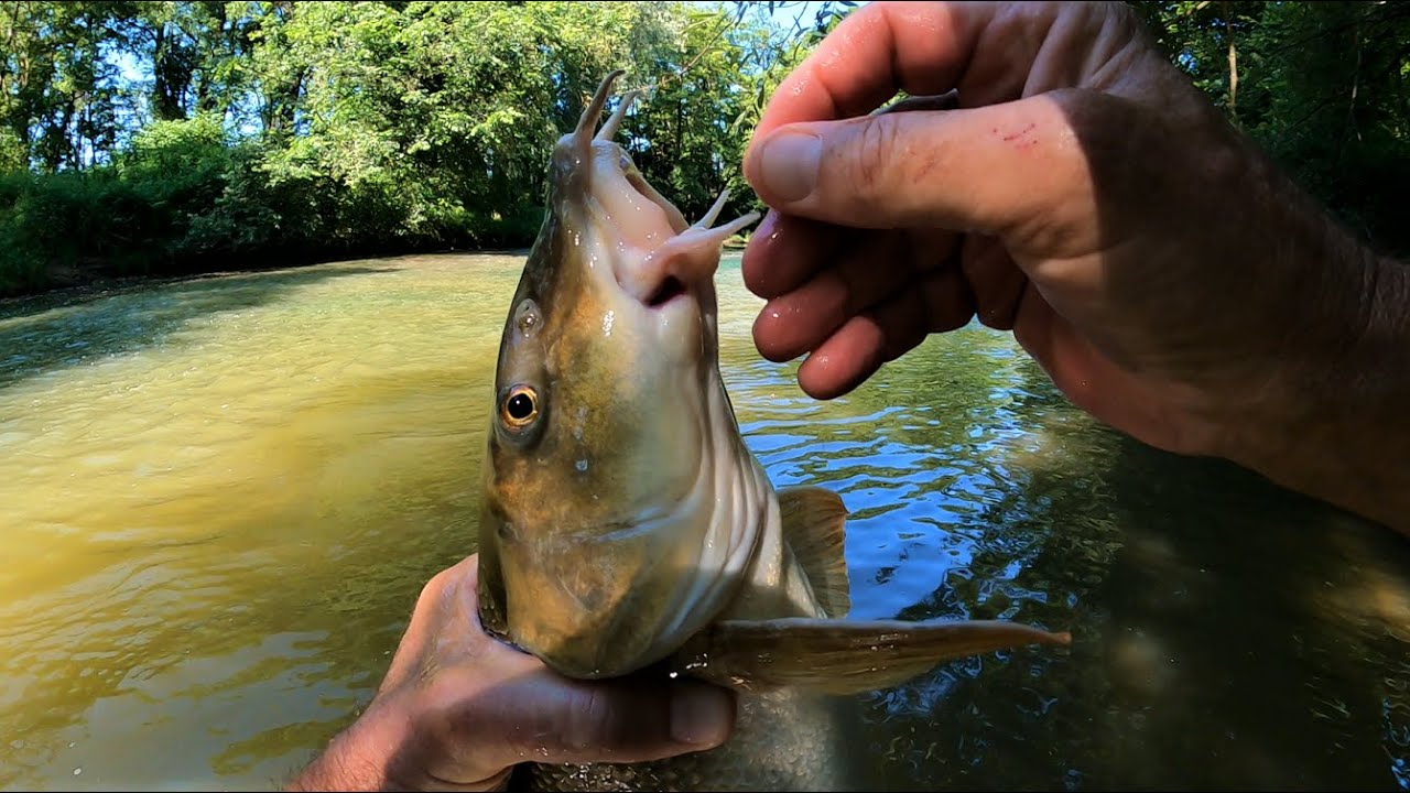 Tutoriel sur la pêche aux leurres souples à l'ultra léger (U.L.)