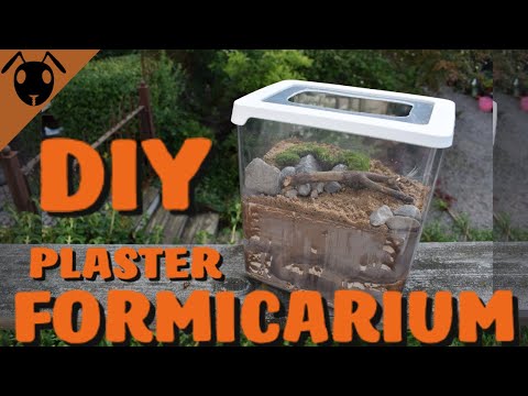 Wie ein Pflaster Formicarium zu machen! *Lernprogramm*