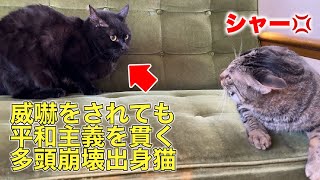 【行き場のない成猫達を空輸】多頭崩壊出身の猫さんは平和主義