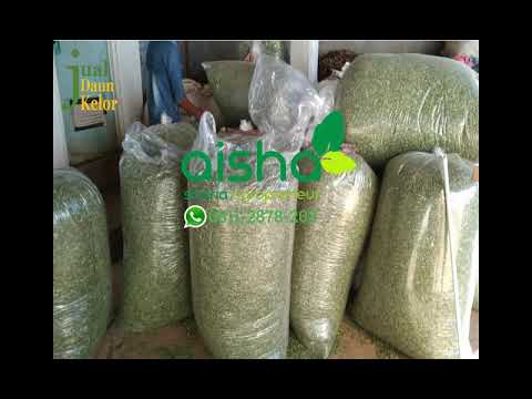 Hub 0811 2878 202, jual daun kelor jogja, jual daun kelor kapsul, jual