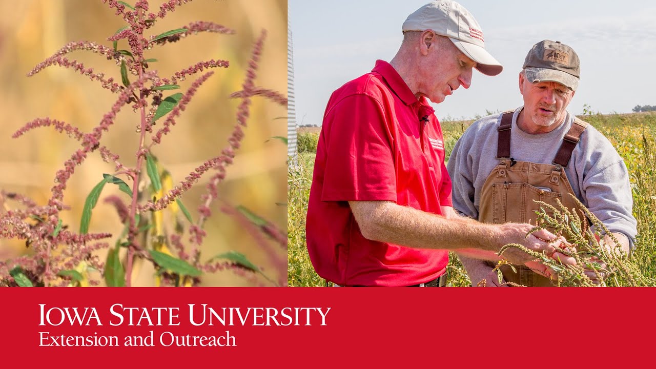 How Farmers Can Deal with Weeds Resistance