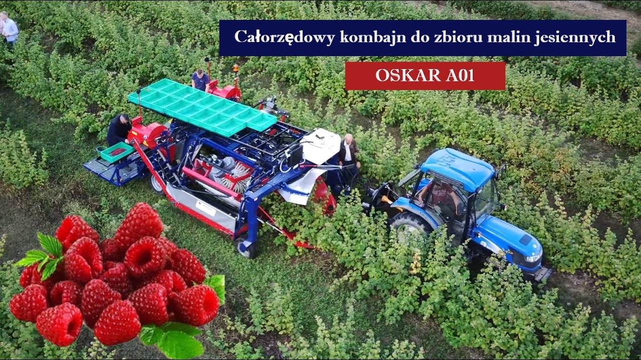 Całorzędowy kombajn do zbioru malin jesiennych OSKAR A01 - Raspberry Harvesting.