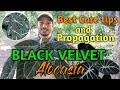 BLACK VELVET ALOCASIA CARE TIPS AND PROPAGATION