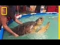 Turtle Movement and Ethical Debate