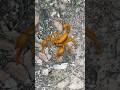 Scorpion run 🦂#animals #puppy #monkey #scorpion #millipede #shorts #shortsviral #shortsvideo