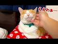飼い主と同じ目線で寝られる寝床を手に入れてウキウキなロビンなのであった