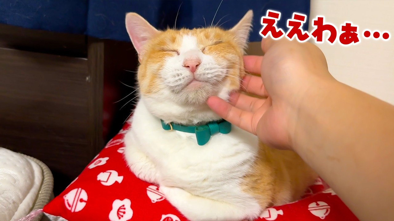 飼い主と同じ目線で寝られる寝床を手に入れてウキウキなロビンなのであった
