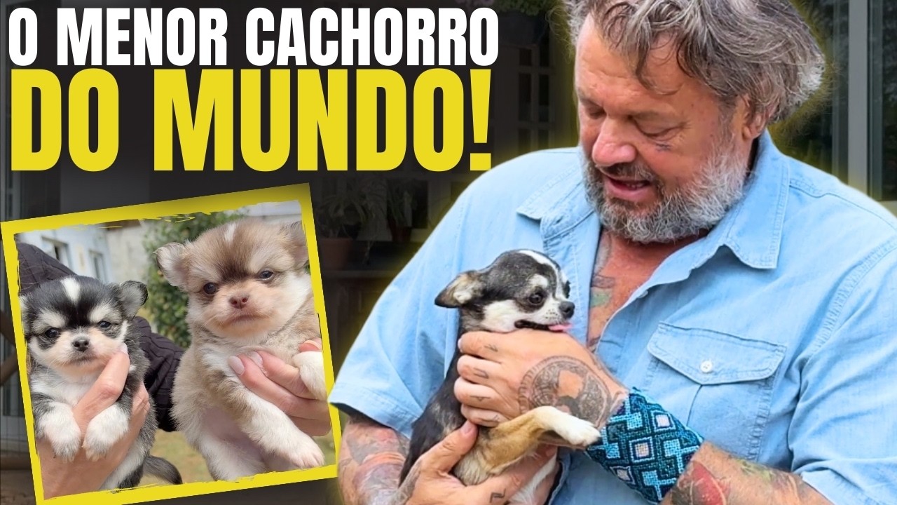 CHIHUAHUA: THE SECRET behind the smallest breed in the world