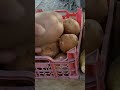 Сорти картоплі які раджу вирощувати