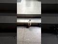 Cute cat dance 😺 #reels #cat #catvideos #funnycatvideos #shorts #trendingshorts #ytcat #funny #cute