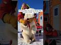 This Polar Bear Just Found a Complete Viking Longship Frozen Under the Ice With a Body Still Inside