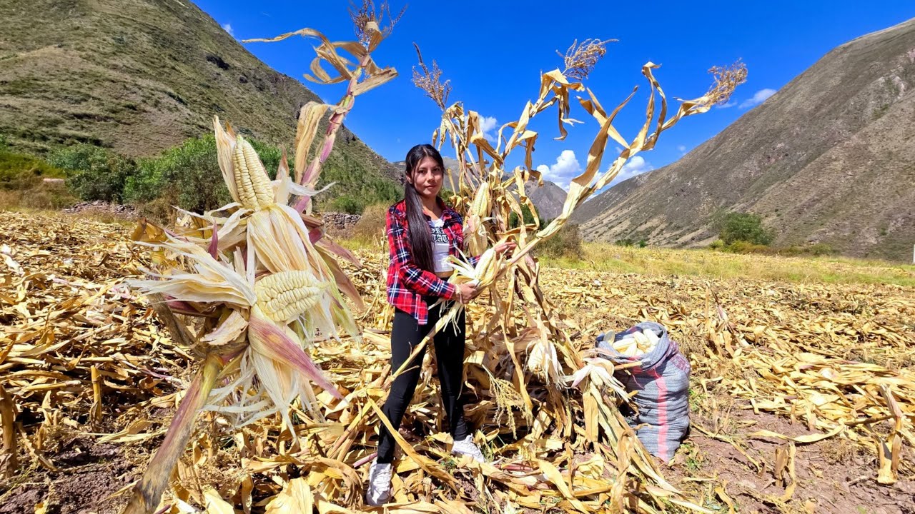 Fuimos al campo con mi FAMILIA a cosechar MAÍZ ║Zabeth