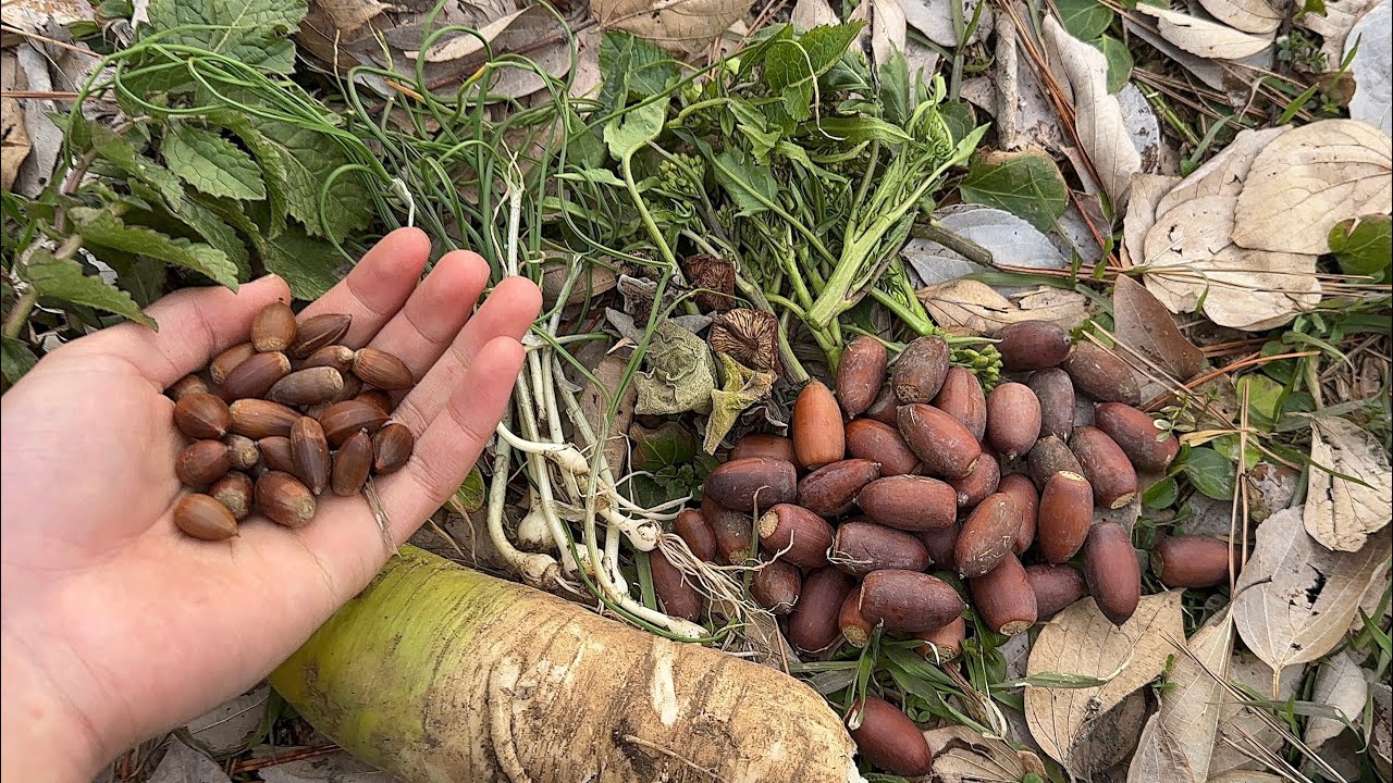 野草きのこ採り　野の食材で作る春巻き、わらび餅、春雨スープが旨い　ノビル　ハマダイコン　キクラゲ　マテバシイ　スダジイ