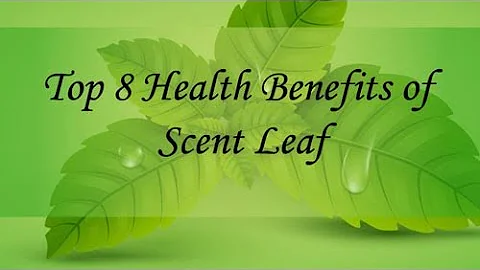 8 Surprising Health Benefits of Scent Leaf