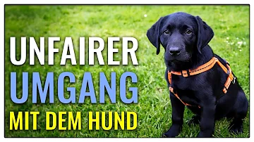 Sollte man einen Hund anschreien?