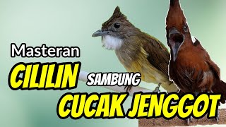 MASTERAN CILILIN SAMBUNG CUCAK JENGGOT❗ DIJAMIN AUTO DILIRIK JURI