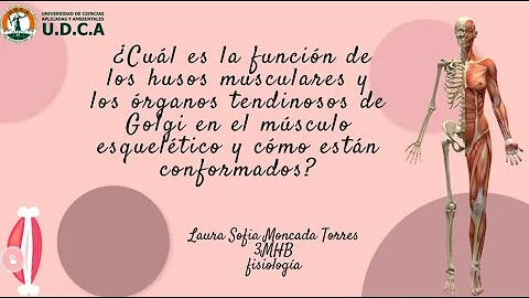 ¿Cuál es la función de los husos neuromusculares?