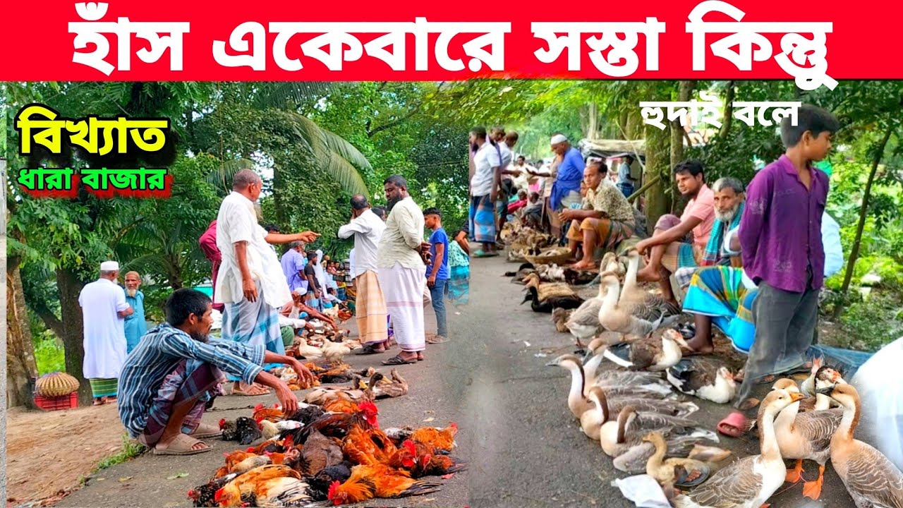  বড় রাঁজ হাঁস চীনা হাঁস ও দেশি হাঁস মুরগিতে ভরপুর গ্রামীন হাট|Dhara Bazaar the famous poultry market