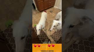 Borzoi sisters eating cheese.  #borzoi #cutedog