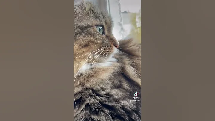 Video 10785971: scottishfold cat, cat maine