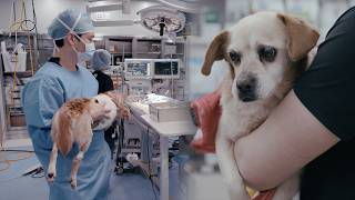 Obrigado por me salvares (Emma resgatada pouco antes da eutanásia)