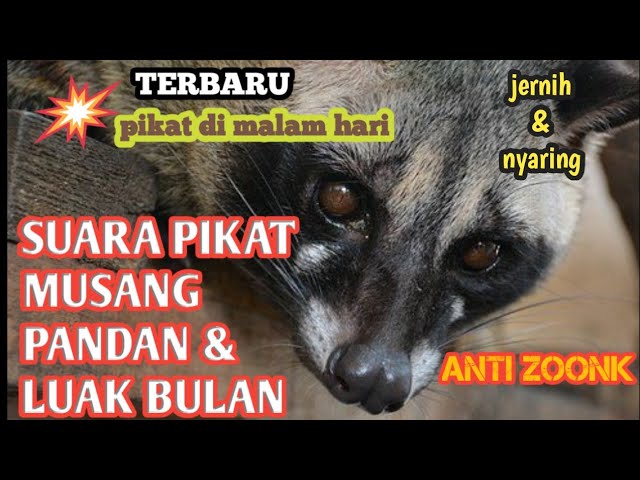 suara pikat musang pandan dan luawak bulan#suarapikat class=