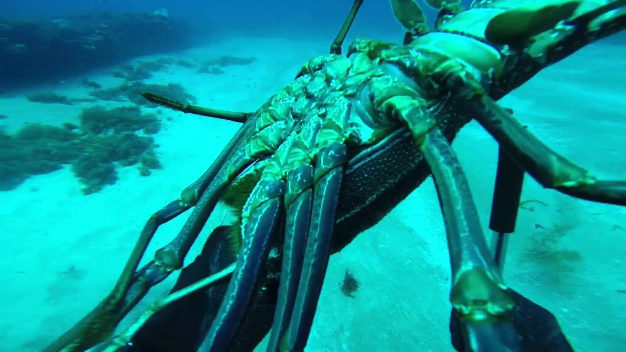 Crayfish Dive Bunbury YouTube