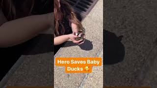 Hero Mom Saves Baby Ducks From Sewer Drain