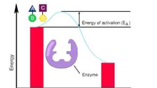 how enzymes work Wealth