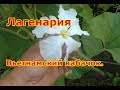 Лагенария  Вьетнамский кабачок