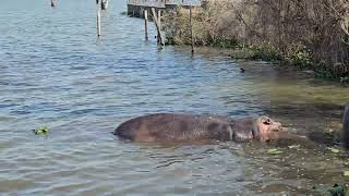 Hippo early morning breakfast at Lake Naivasha Resort, Kenya