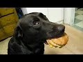 Funny dogs and catss 2024  best funniest animals of february