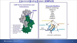 Race and the molecular biology of breast cancer: A pathologist's view from the bench to the bedside