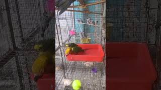 #sun konur tem birds