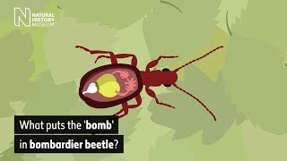What puts the 'bomb' in bombardier beetle? | Natural History Museum