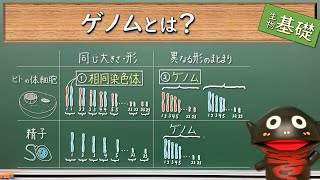 ゲノムと染色体【73生物基礎】新課程対応