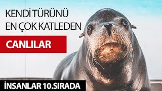 Kendi Türünü En Fazla Öldüren Canlılar (İNSANLAR 10.SIRADA)