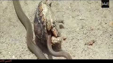 Khi còn nhỏ chú rùa chút nữa bị con rắn ăn thịt , Khi lớn lên chú rùa quay lại báo thù