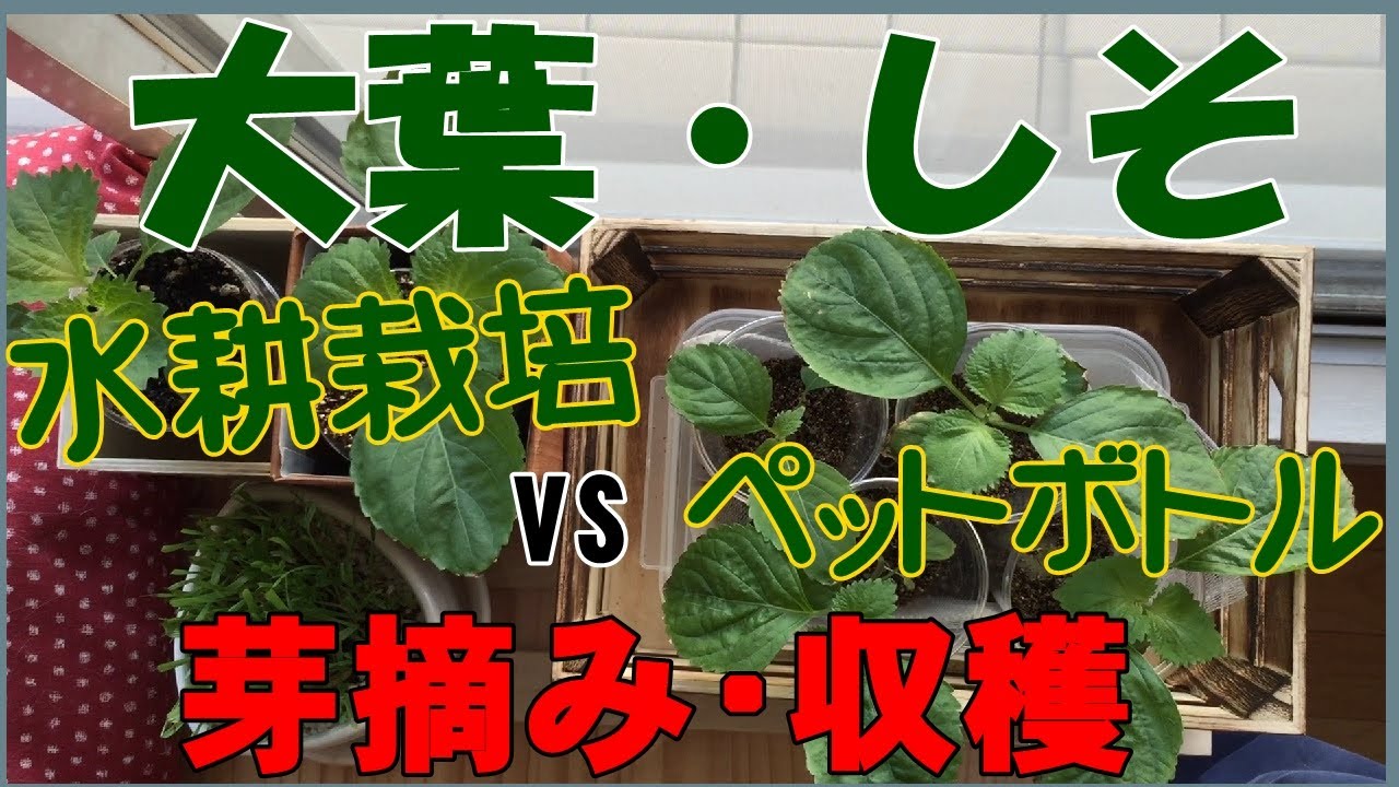 家庭菜園 大葉 しそ水耕栽培 ペットボトル栽培 収穫 芽摘みで脇芽を増やし収穫量を多くします Youtube