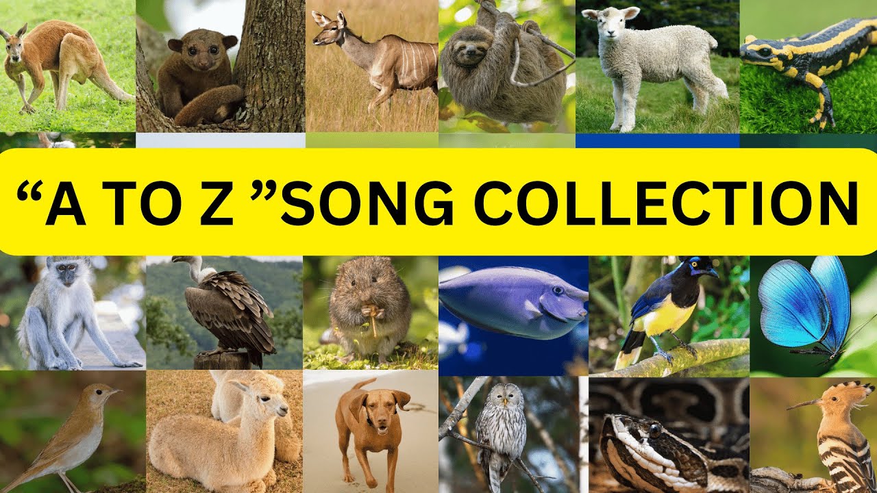 ABC Animals Alphabet Adventure: Fun Song A to Z with 10 Animals for ...
