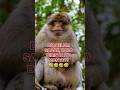 HUMOR RECEH KOMEDI MONYET #humor #shorts June 7, 2026