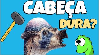 Ele Era Cabeça Dura? Paquicefalossauro