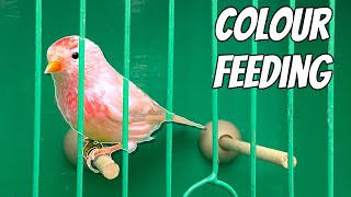 Colour Feeding RESULTS! | Which is Best?