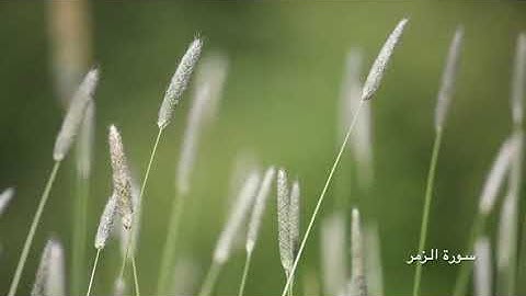 تلاوة عطرة من سورة الزمر ( إِنَّكَ مَيِّتٌ وَإِنَّهُمْ مَيِّتُونَ )