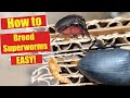 Superworm Breeding Colony - How to breed Superworms Easy - Zophobas morio