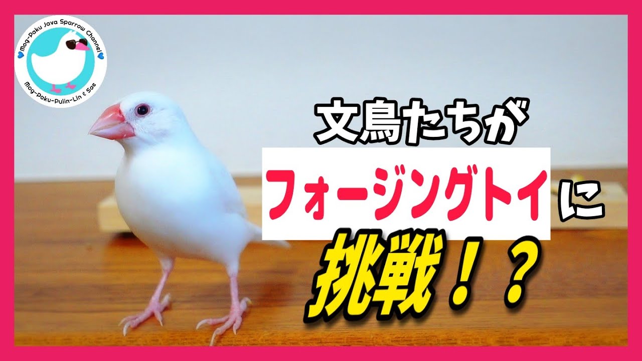 小さな文鳥たち 文鳥たちがフォージングトイに挑戦！？～食いしん坊は誰だ？ - YouTube
