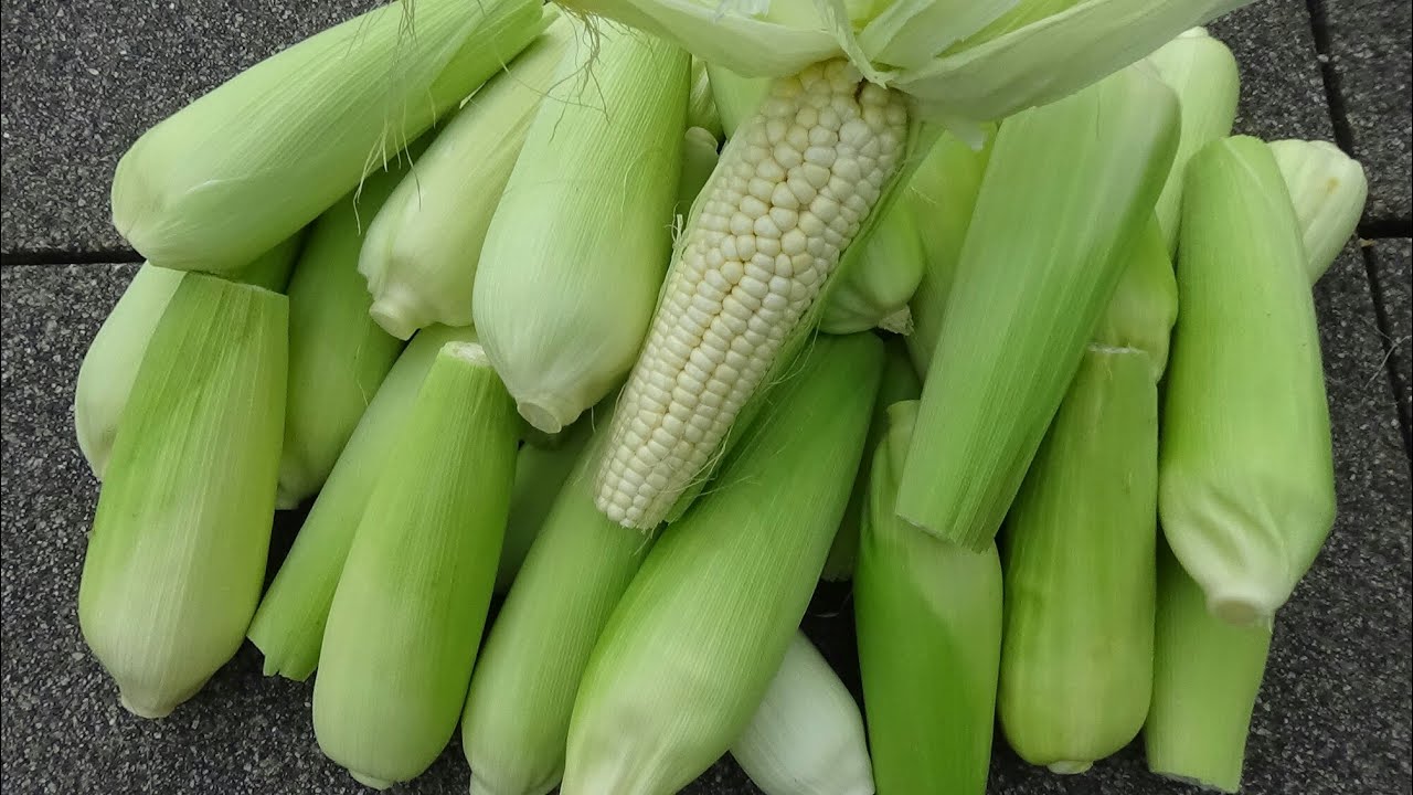 Corn  VnExpress